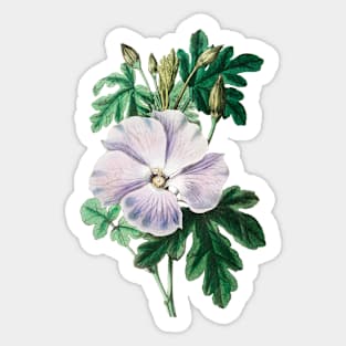 Painting rose, white, Purple hibiscus flower Sticker